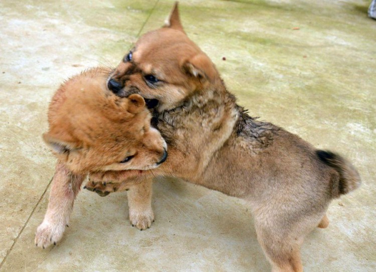 幼犬和成犬有什么区别看完这些你就明白了