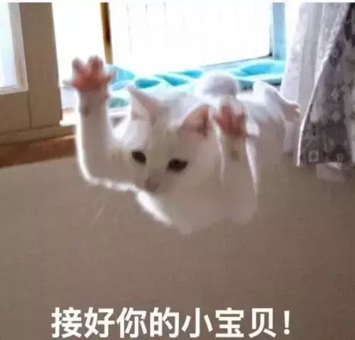 猫咪会怎样欢迎铲屎官回家呢