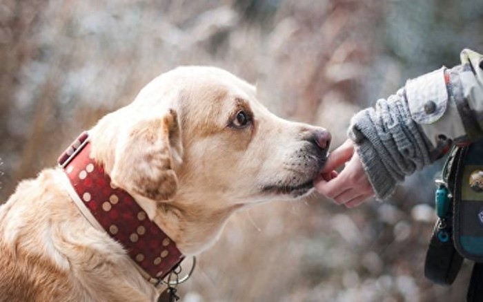 灵缇犬的迷之微笑竟能缓解主人病痛铲屎官：谢谢你带给我阳光