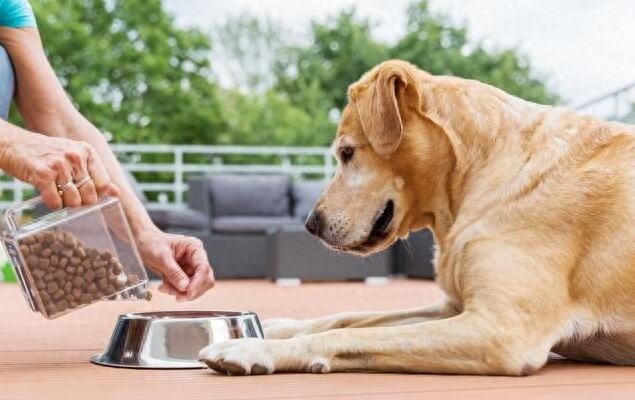 狗狗除了吃狗粮，也能吃这6种有益食物！